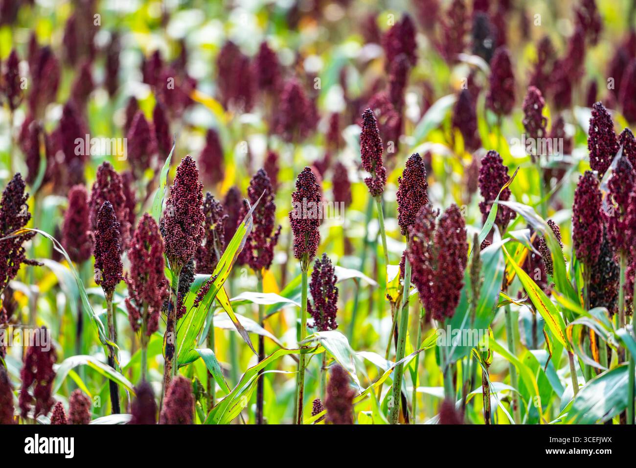 Ein Sorghumfeld, das bald reif ist, mit dunkelroter Kornschale. Uganda, Afrika. Stockfoto