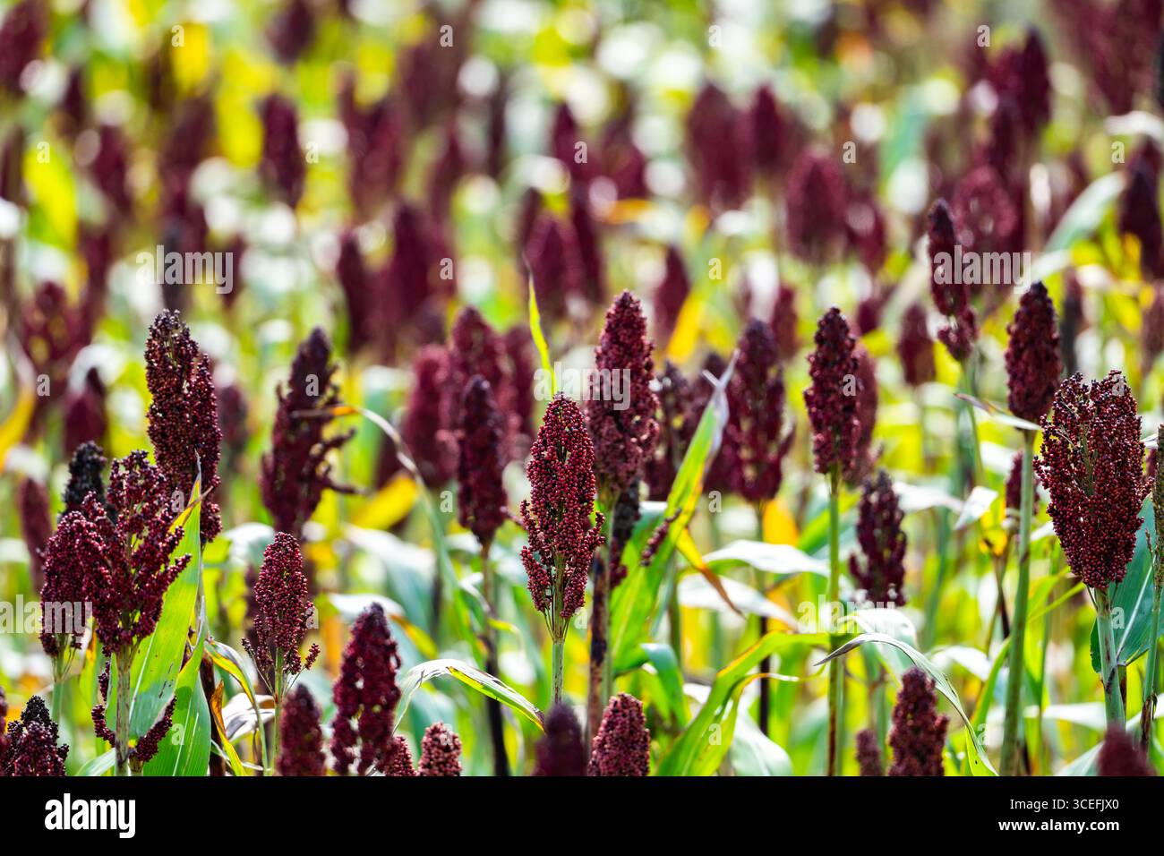 Ein Sorghumfeld, das bald reif ist, mit dunkelroter Kornschale. Uganda, Afrika. Stockfoto