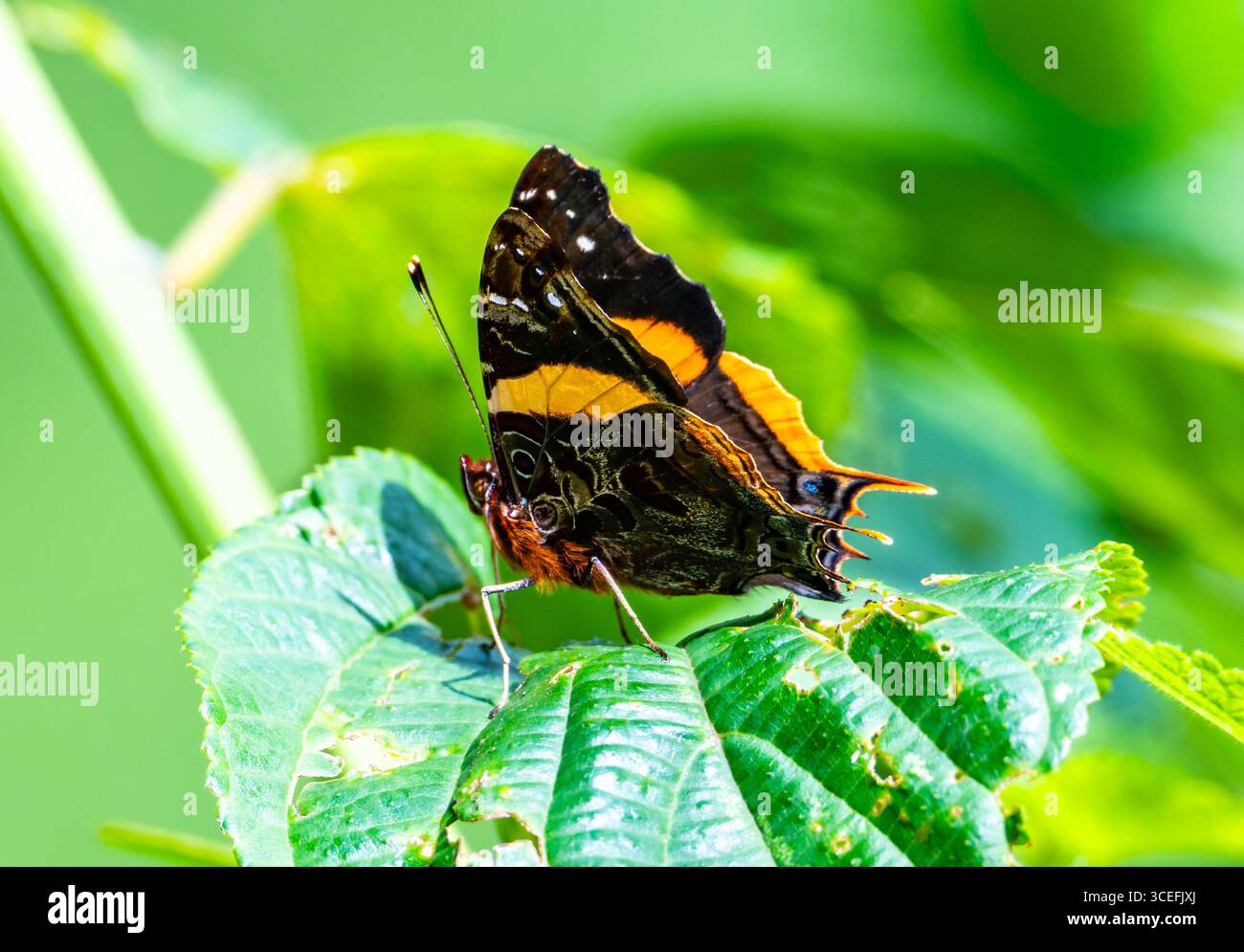 Uganda, Afrika. Stockfoto