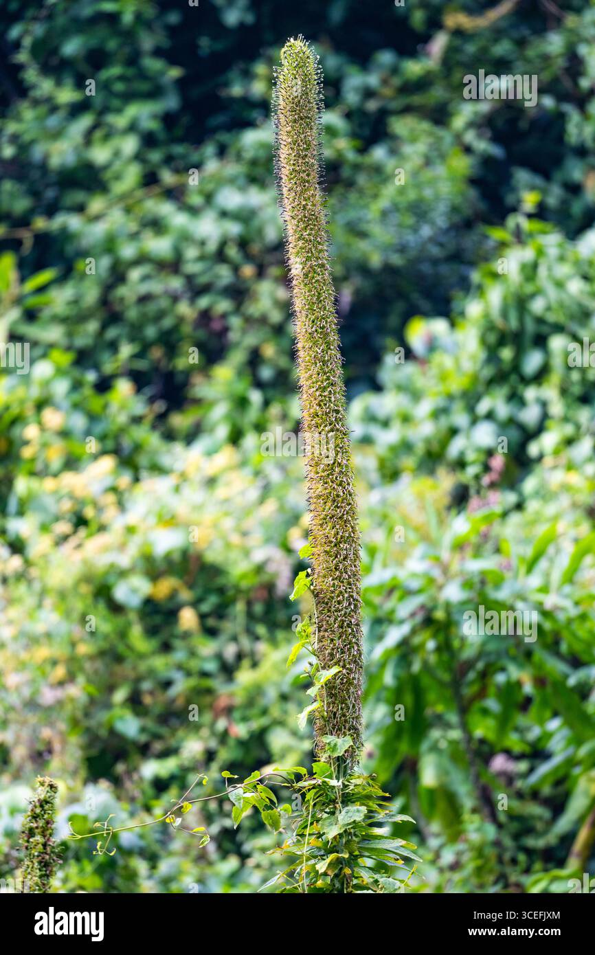 Hoher Blütenstamm von Lobelia giberroa, einer einheimischen Pflanze in den Rwenzori-Bergen. Mgahinga Gorilla National Park, Uganda, Afrika. Stockfoto