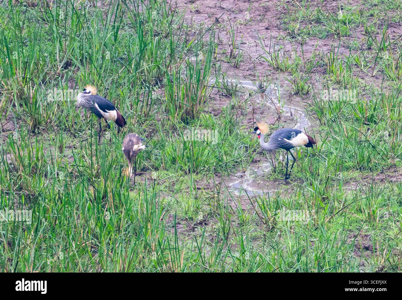 Eine Familie der grauen Kronenkrane (Balearica regulorum), die auf Grasfeldern auf der Suche sind. Uganda, Afrika. Stockfoto