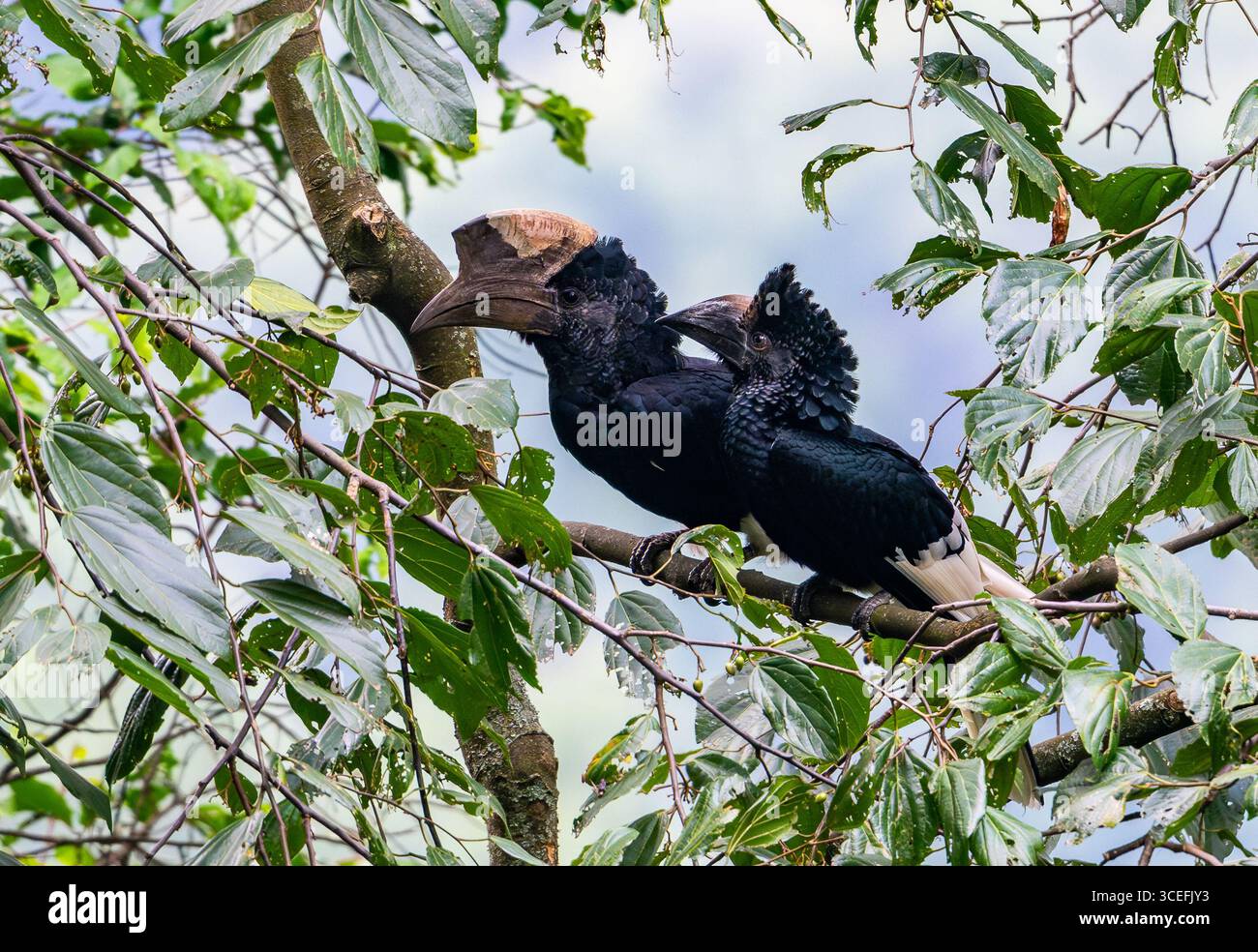 Ein Paar schwarz-weiß-Casqued-Hornvögel (Bycanistes subzylindricus), die auf einem Baum thronten. Bwindi Inpenetrable Forest National Park, Uganda, Afrika. Stockfoto