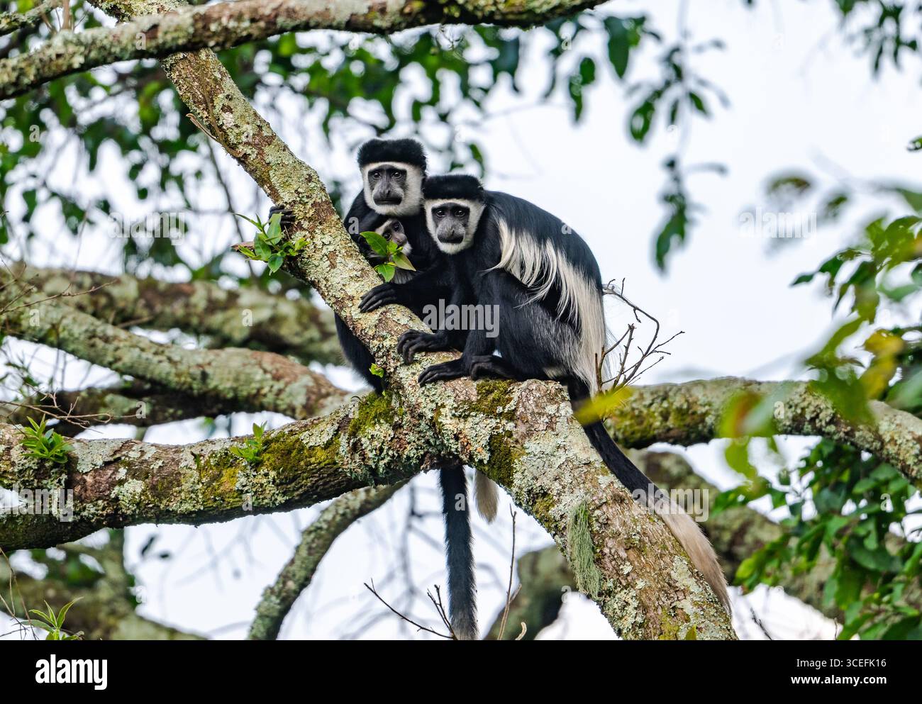 Eine Familie von bemantelten Guereza-Affen (Colobus guereza) mit einem Jungen auf einem Baum. Bwindi Inpenetrable Forest National Park, Uganda, Afrika. Stockfoto