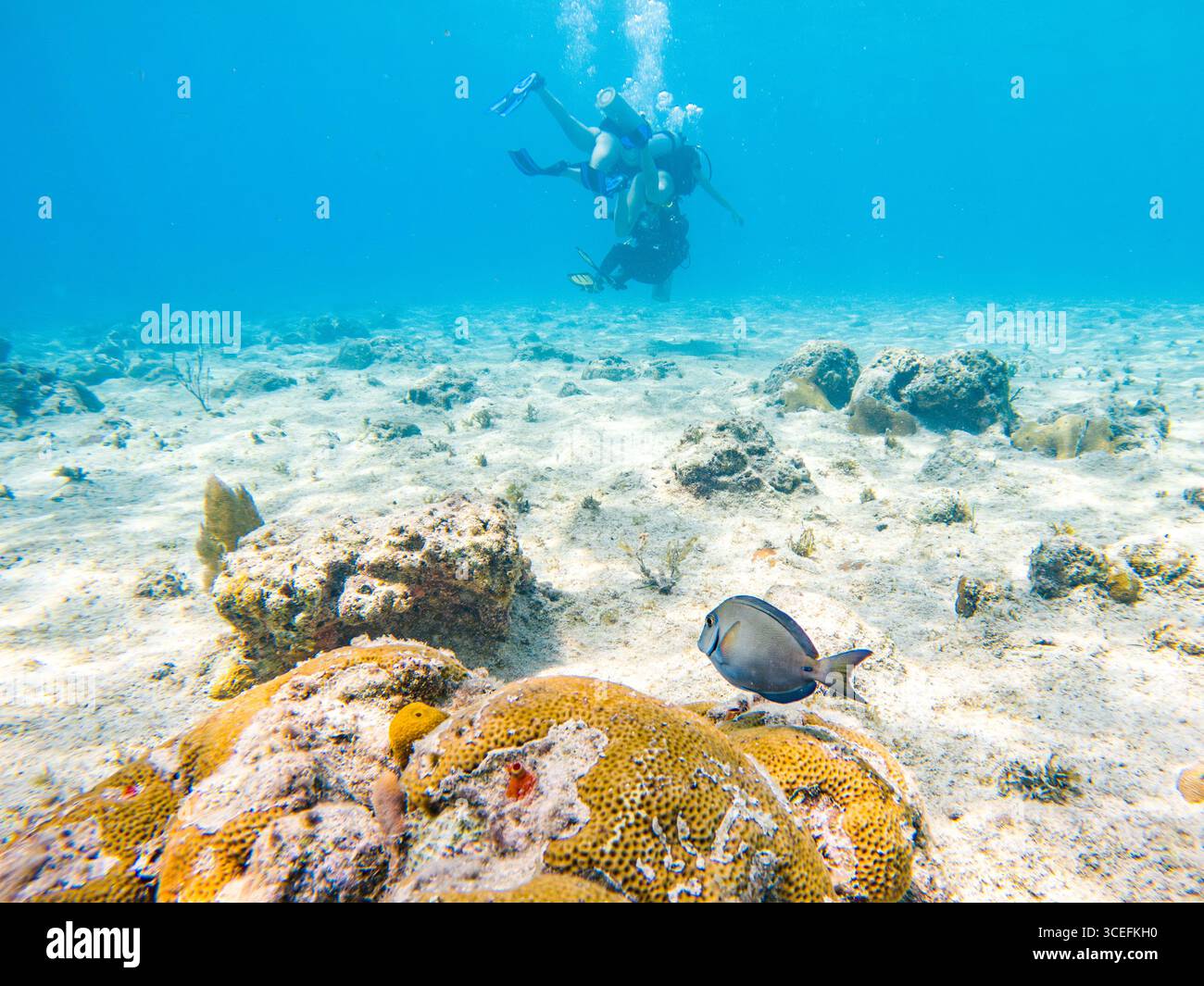 Tauchabenteuer in San Andres, Kolumbien, mit lebendiger Unterwasserwelt und Korallenformationen unter Wasser. Stockfoto