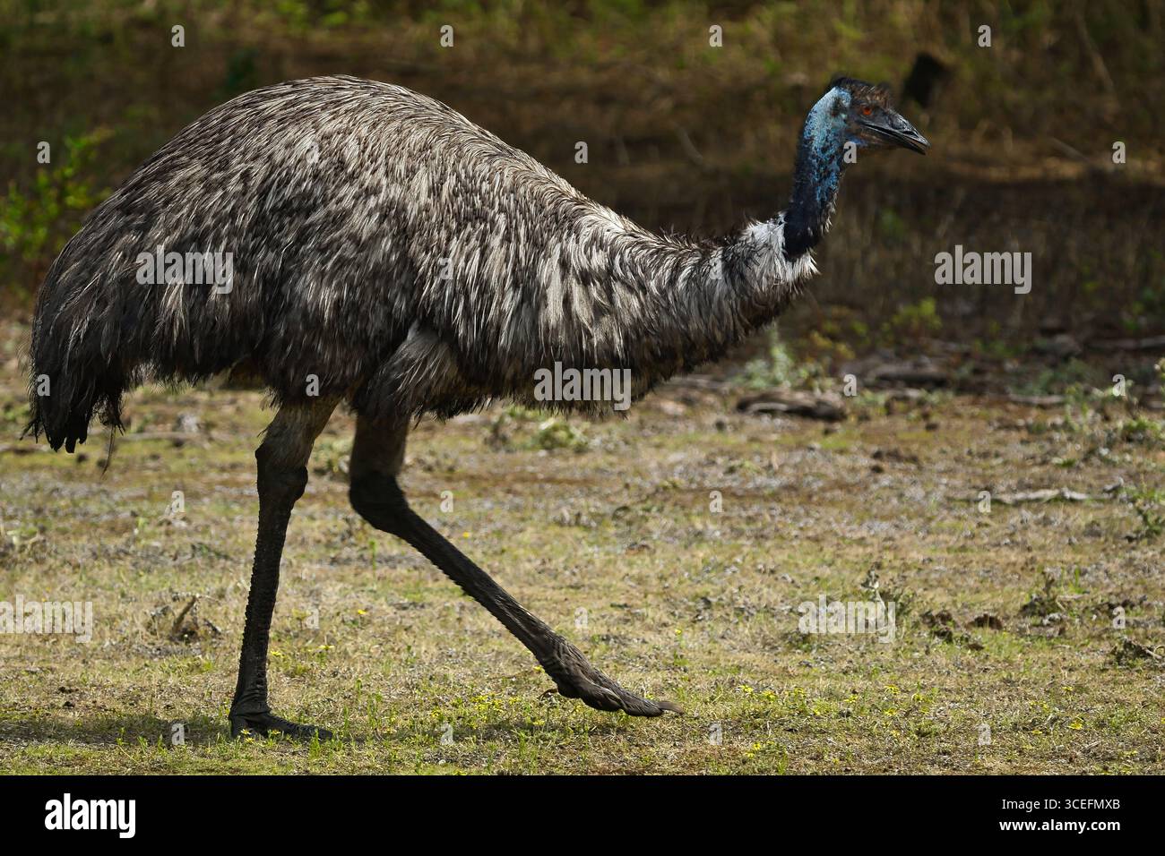 Eine majestätische emu (Dromaius novaehollandiae) durchstreift ihren natürlichen Lebensraum und zeigt sein einzigartiges Gefieder und seine anmutige Bewegung. Stockfoto
