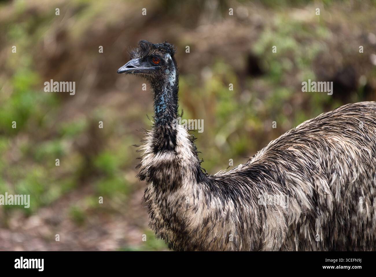 Detailliertes Porträt einer emu (Dromaius novaehollandiae) mit verschwommenem natürlichen Hintergrund, das sein einzigartiges Gefieder und seine Eigenschaften zeigt. Stockfoto