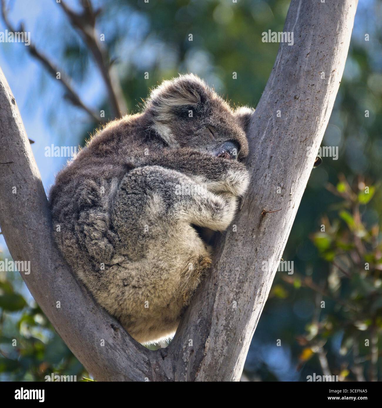 Nahaufnahme eines Koalas (Phascolarctos cinereus), der in einem Baum schläft und seine ruhige Natur inmitten üppiger Laubwälder einfängt. Perfekt für Wildtiere und Natur Stockfoto