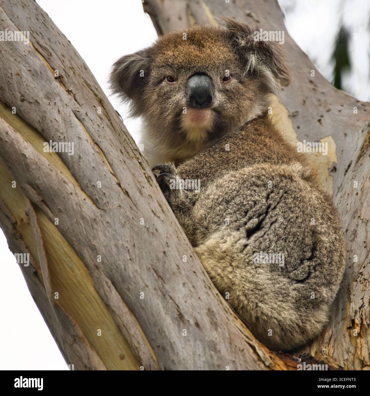 Bezaubernder Koala (Phascolarctos cinereus), der in einem Eukalyptusbaum thront und seinen natürlichen Lebensraum und seinen liebenswerten Charme zeigt. Stockfoto
