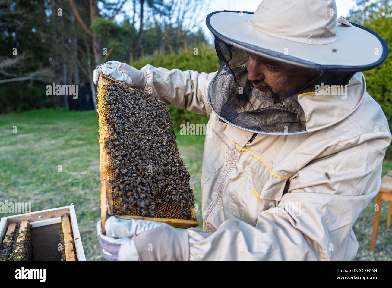 Imker inspiziert Wabenrahmen Eine Nahaufnahme der Gesundheit und Vitalität der Bienenkolonie Stockfoto