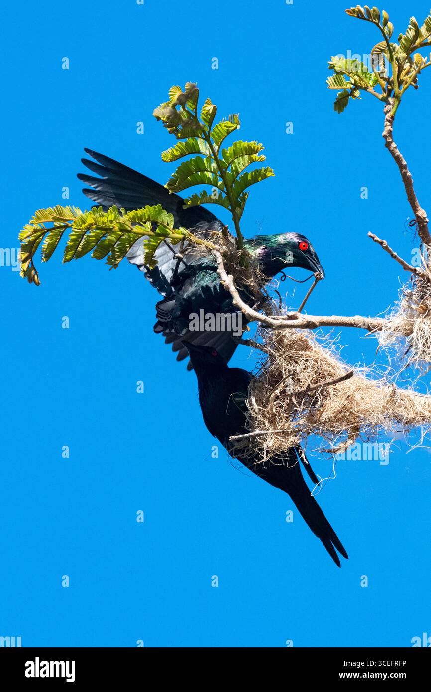 Metallic Starling (Aplonis metallica) Migranten, die Nest bauen, Cairns, Far North Queensland, Australien Stockfoto