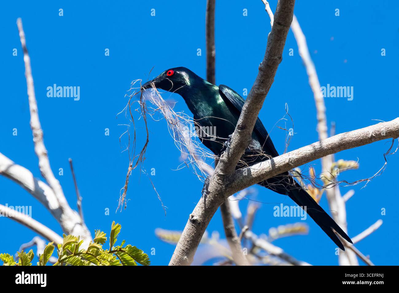 Metallic Starling (Aplonis metallica) Migrant mit Nestmaterial im Schnabel, Cairns, Far North Queensland, Australien Stockfoto