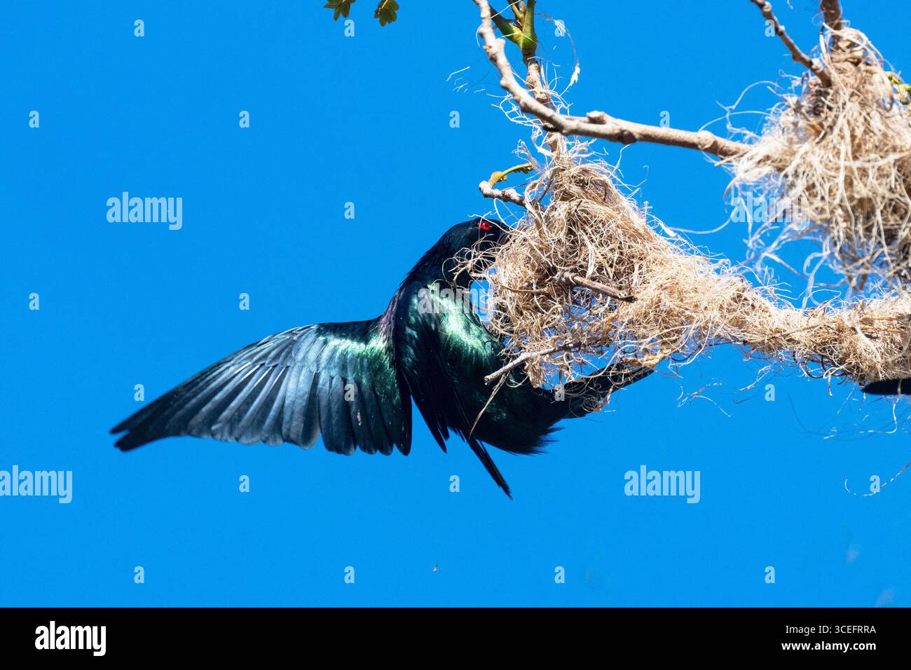 Metallic Starling (Aplonis metallica) Migrant baut ein Nest, Cairns, Far North Queensland, Australien Stockfoto