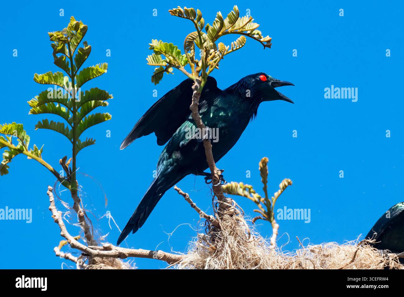 Metallic Starling (Aplonis metallica) Migrant mit offenem Schnabel, Calling, Cairns, Far North Queensland, Australien Stockfoto