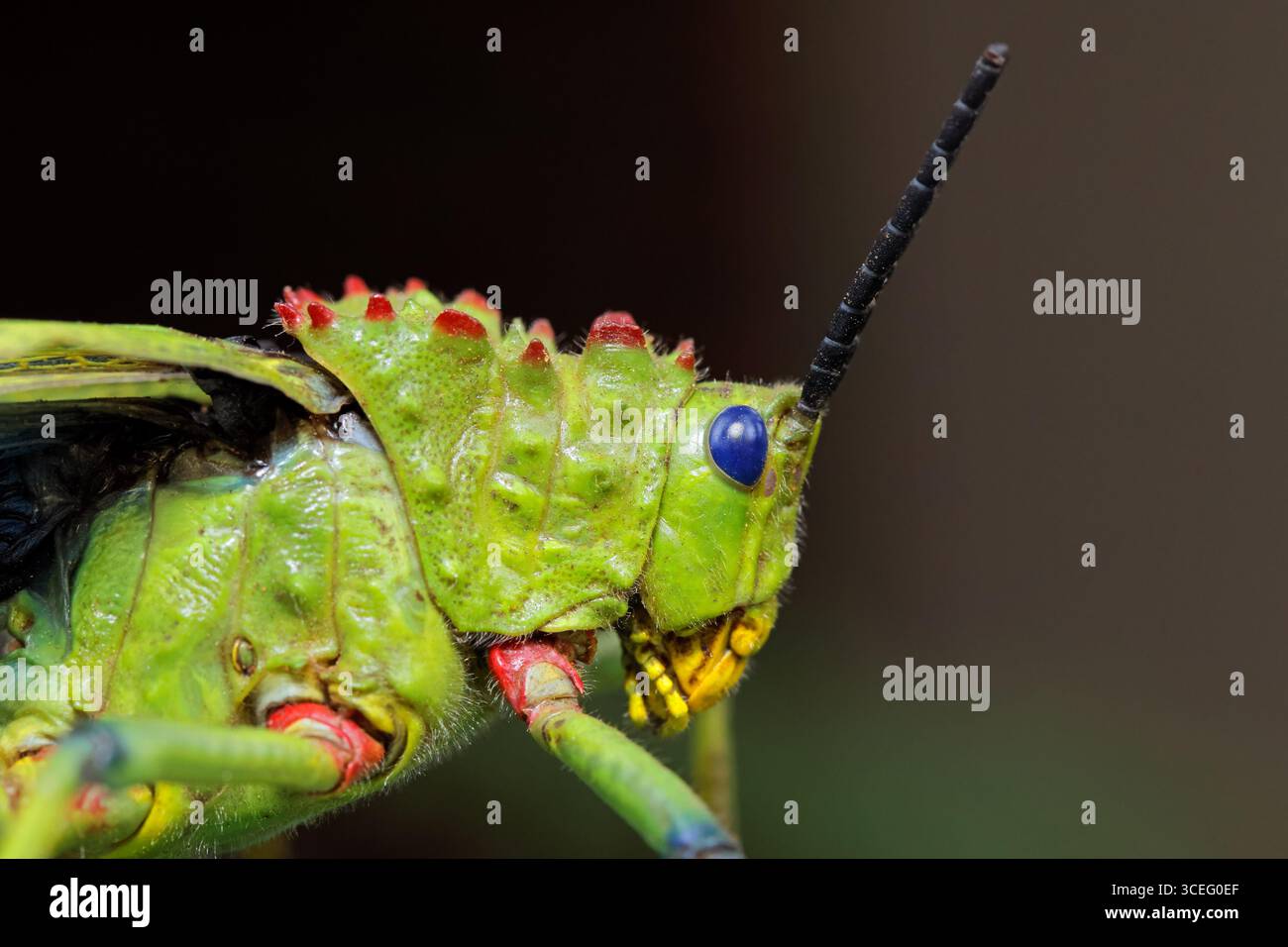 Nahaufnahme einer Melkweed-Heuschrecke (Phymateus spp.) Vor einem dunklen Hintergrund, Südafrika Stockfoto