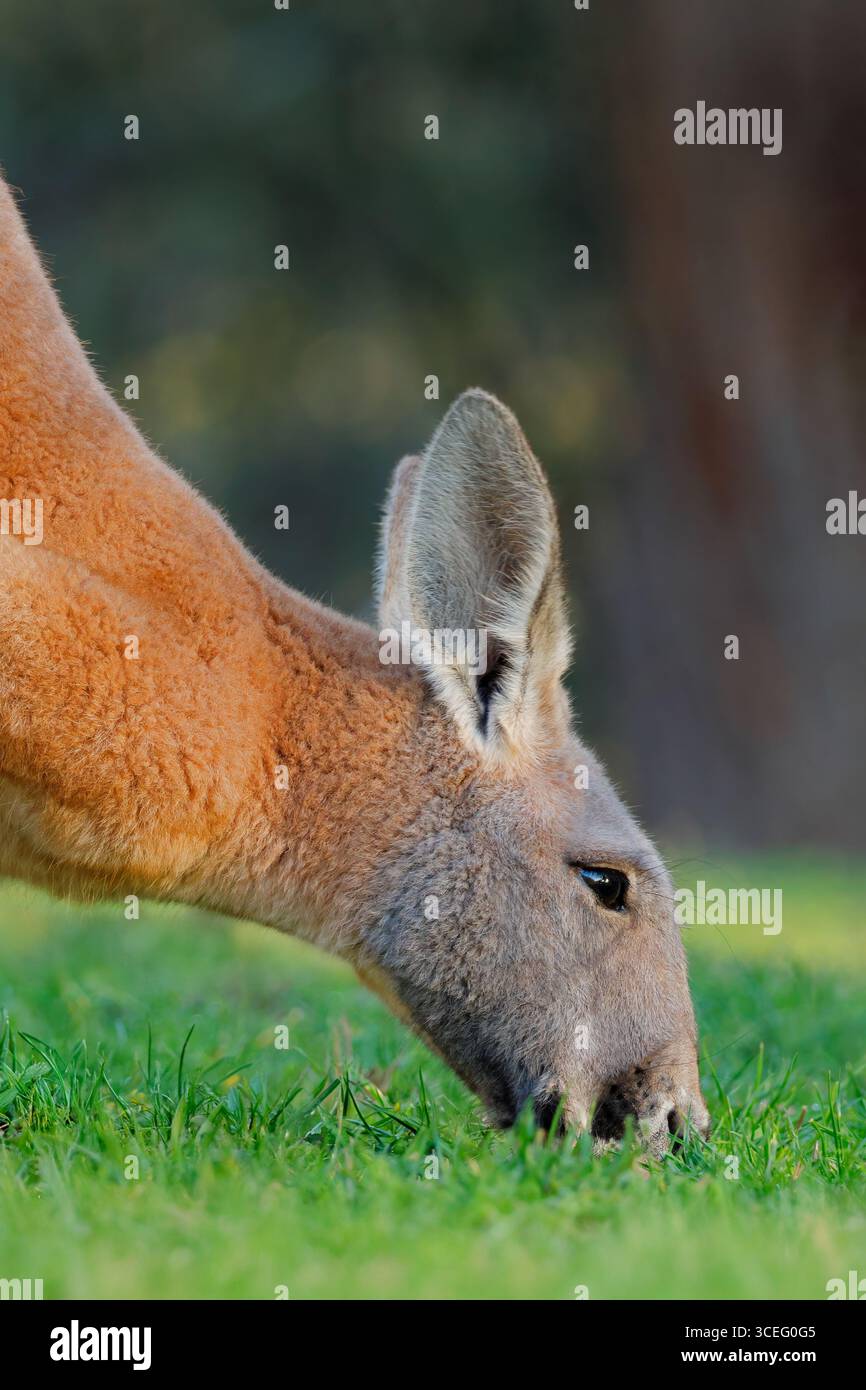 Porträt eines fütternden roten Kängurus (Osphranter rufusi) in natürlichem Lebensraum, Australien Stockfoto