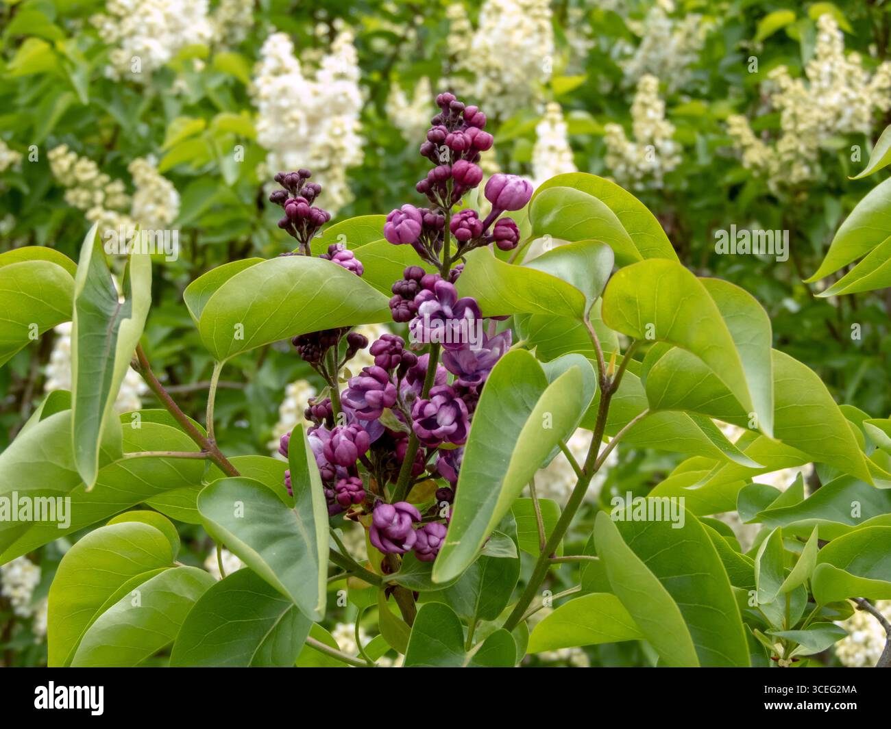 Nahaufnahme eines lilafarbenen Clusters mit sehr dunkelvioletten Doppelblumen und abgerundeten Blütenblättern, perfekt für botanisches und florales Design-Projekt Stockfoto