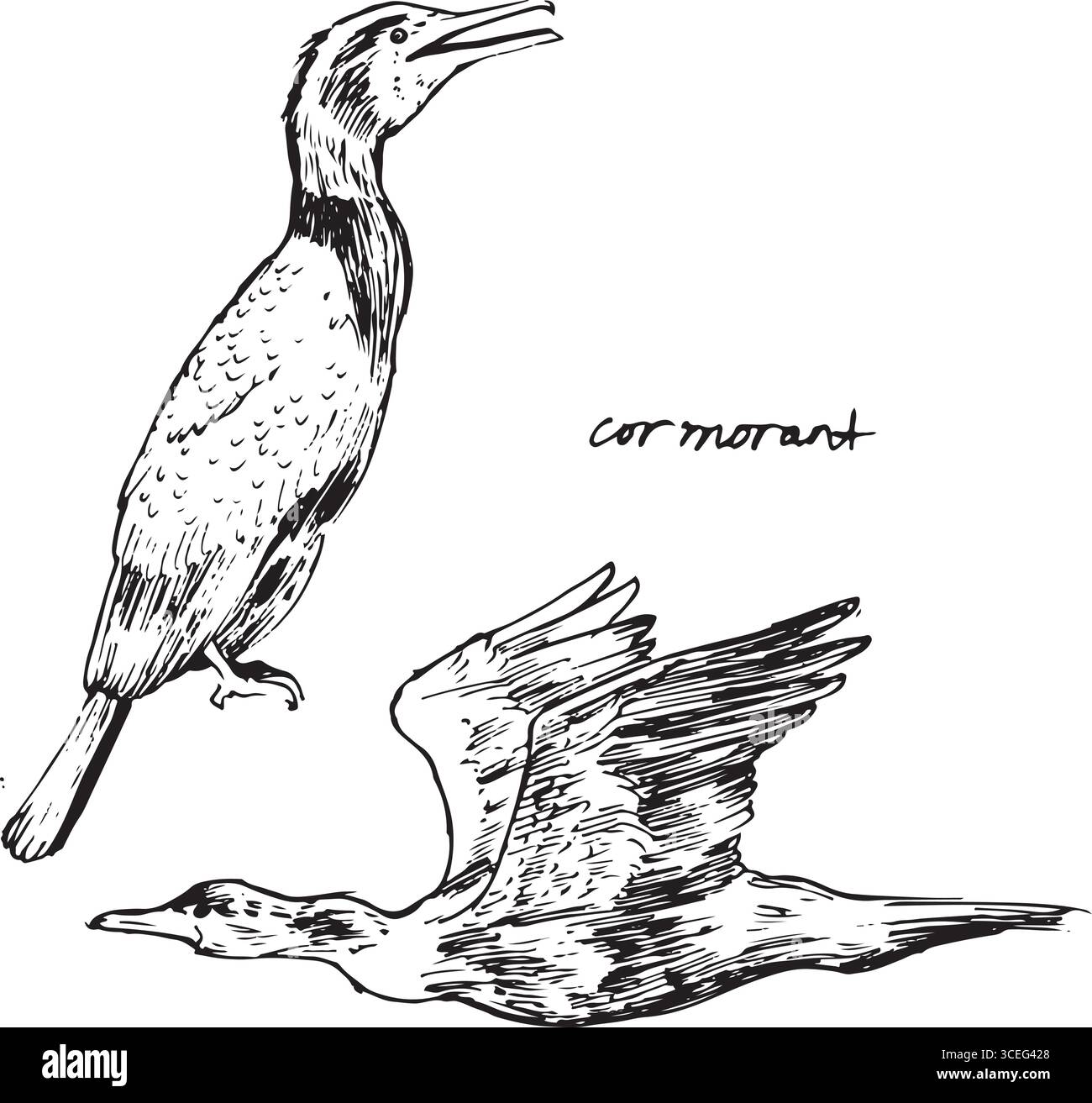Kormoranvogel fliegen und sitzen Skizzen. Schwarz-weiß-Zeichnungen der Vogelbewegung. Natur Vogelbeobachtung Tusche Illustration. Einfache strukturierte Vektorgrafiken Stock Vektor