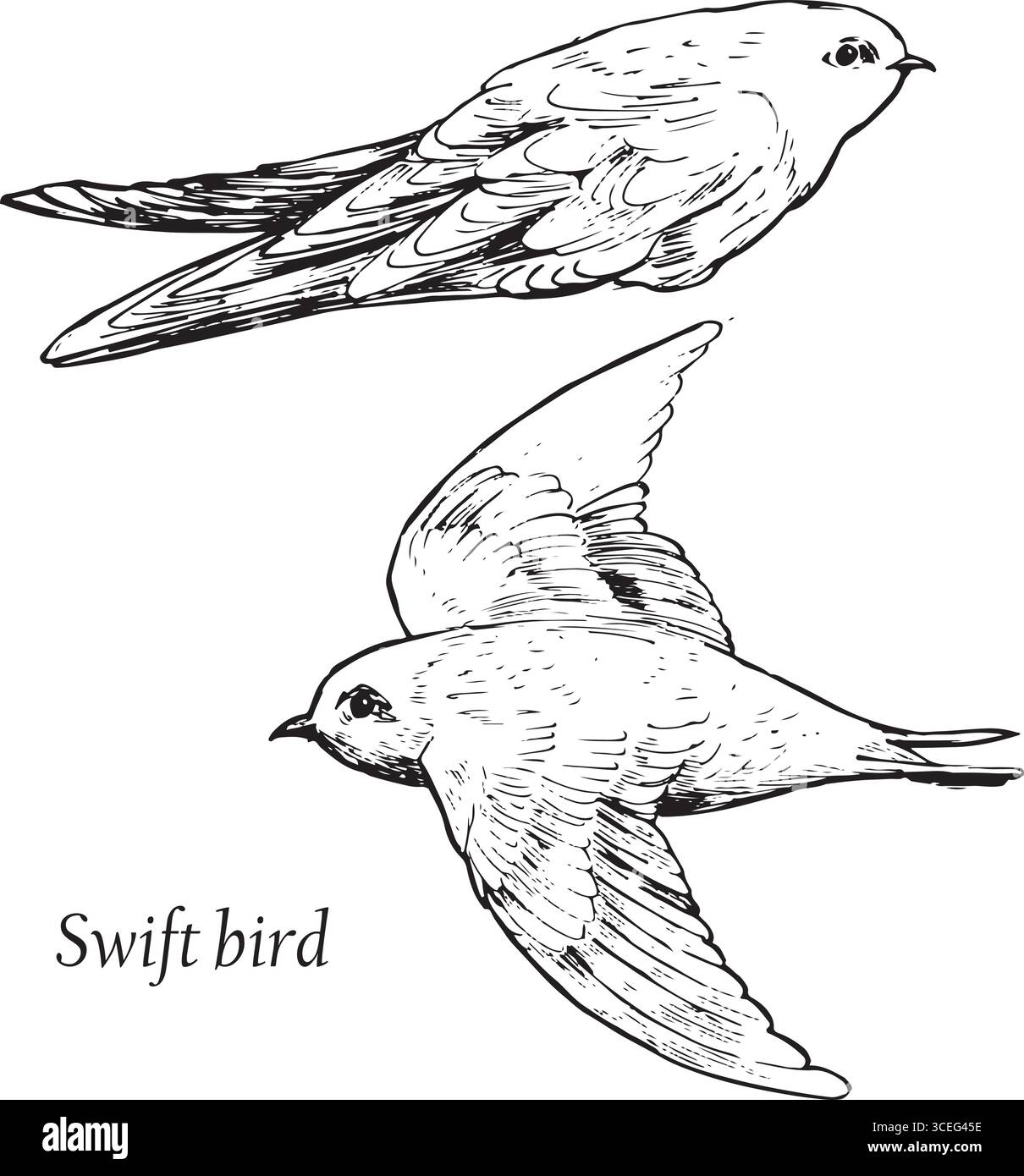 Schnelle Vogel fliegen und sitzen Skizzen. Schwarz-weiß-Zeichnungen der Vogelbewegung. Natur Vogelbeobachtung Tusche Illustration. Einfache strukturierte Vektorzeichnungen. Stock Vektor