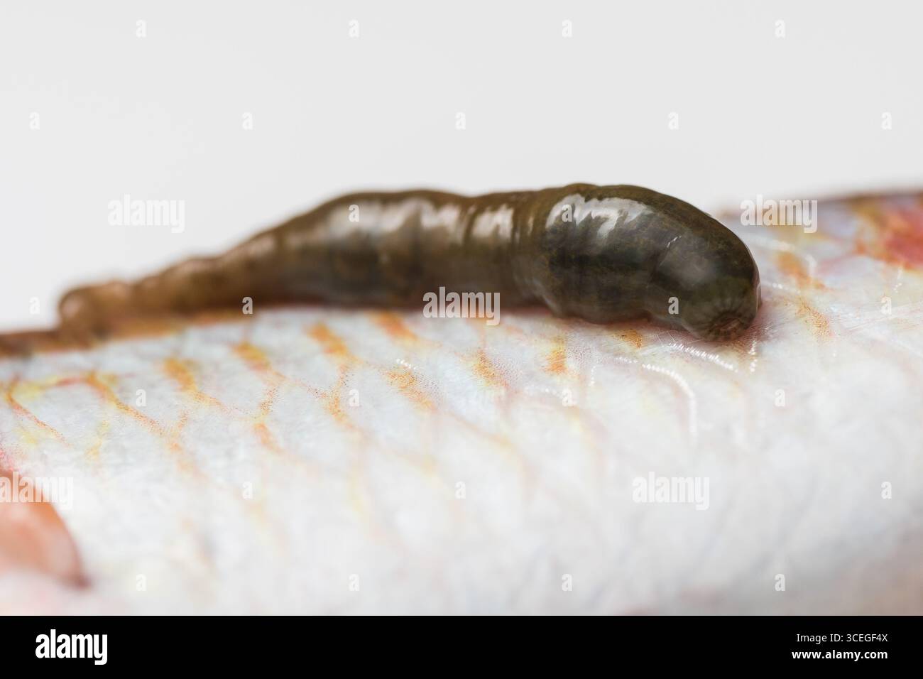 An Wirtsfischen angebrachte Fischlegel, Nahaufnahme zeigt parasitäre Beziehungen in aquatischen Umgebungen Stockfoto
