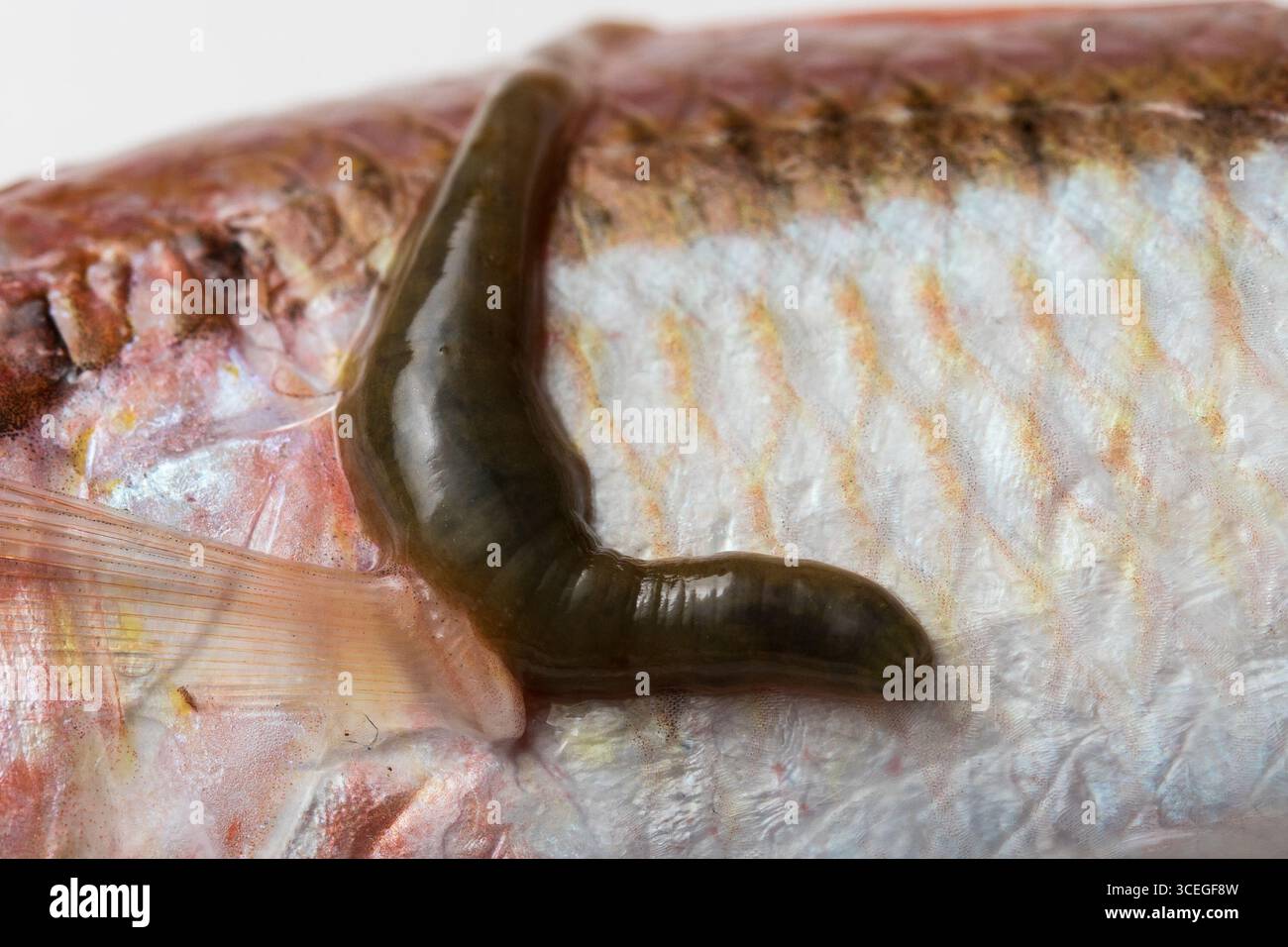 An Wirtsfischen angebrachte Fischlegel, Nahaufnahme zeigt parasitäre Beziehungen in aquatischen Umgebungen Stockfoto