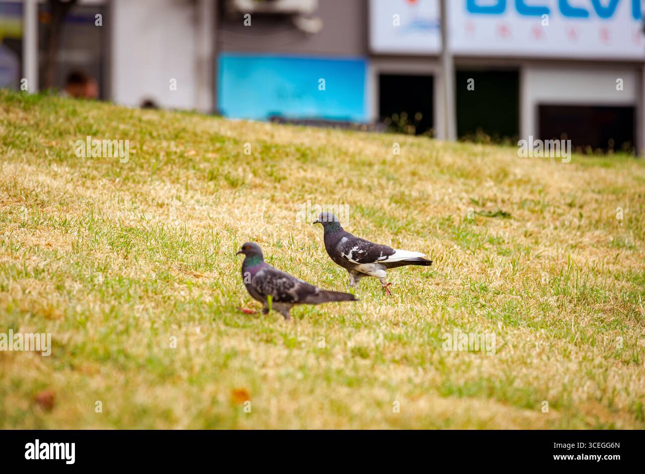 Zwei Stadttauben laufen zusammen an einem sonnigen Tag über trockenem Gras Stockfoto