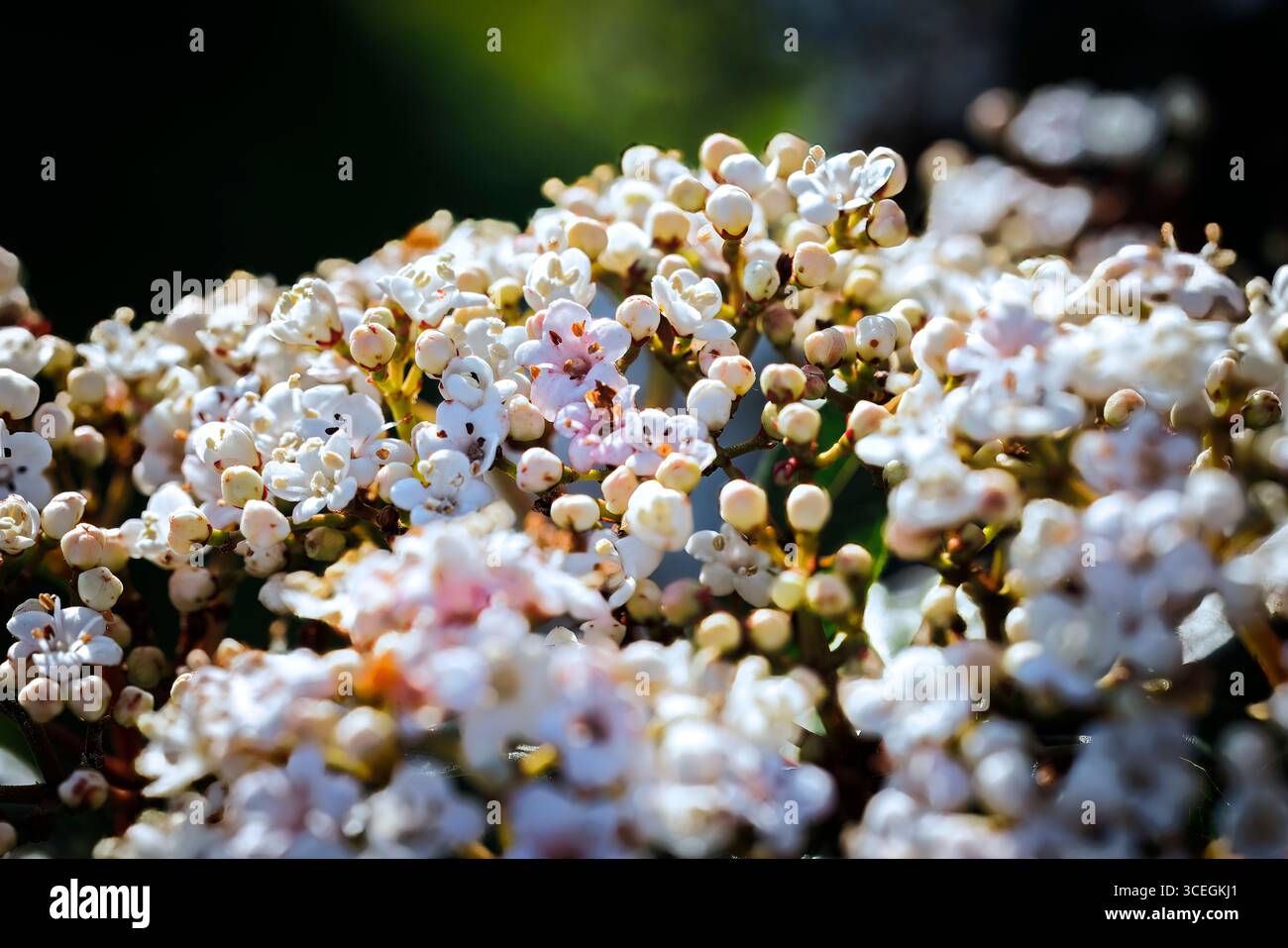 Viburnum tinus Spirit laurustinus Blüten weiß und rosa Stockfoto