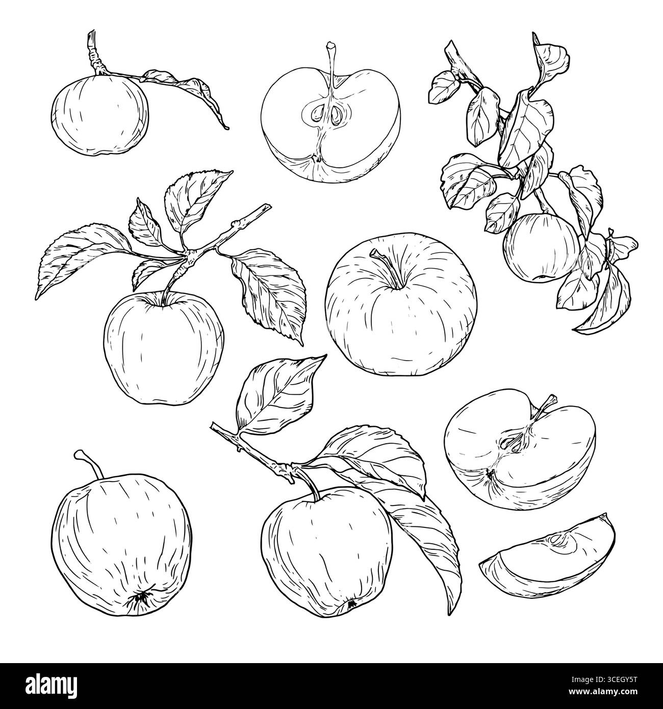 Äpfel auf einem Zweig mit Blättern, schwarz-weiße Skizze. Vektorabbildung. In Scheiben geschnittene Früchte, eine Reihe von Silhouetten isoliert auf einem weißen Hintergras Stock Vektor