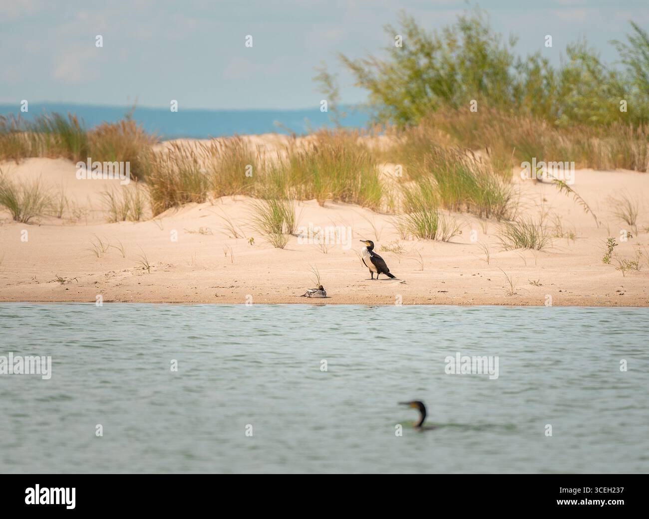 Ostsee-Düne. Kormoranvogel im Naturumfeld. Stockfoto
