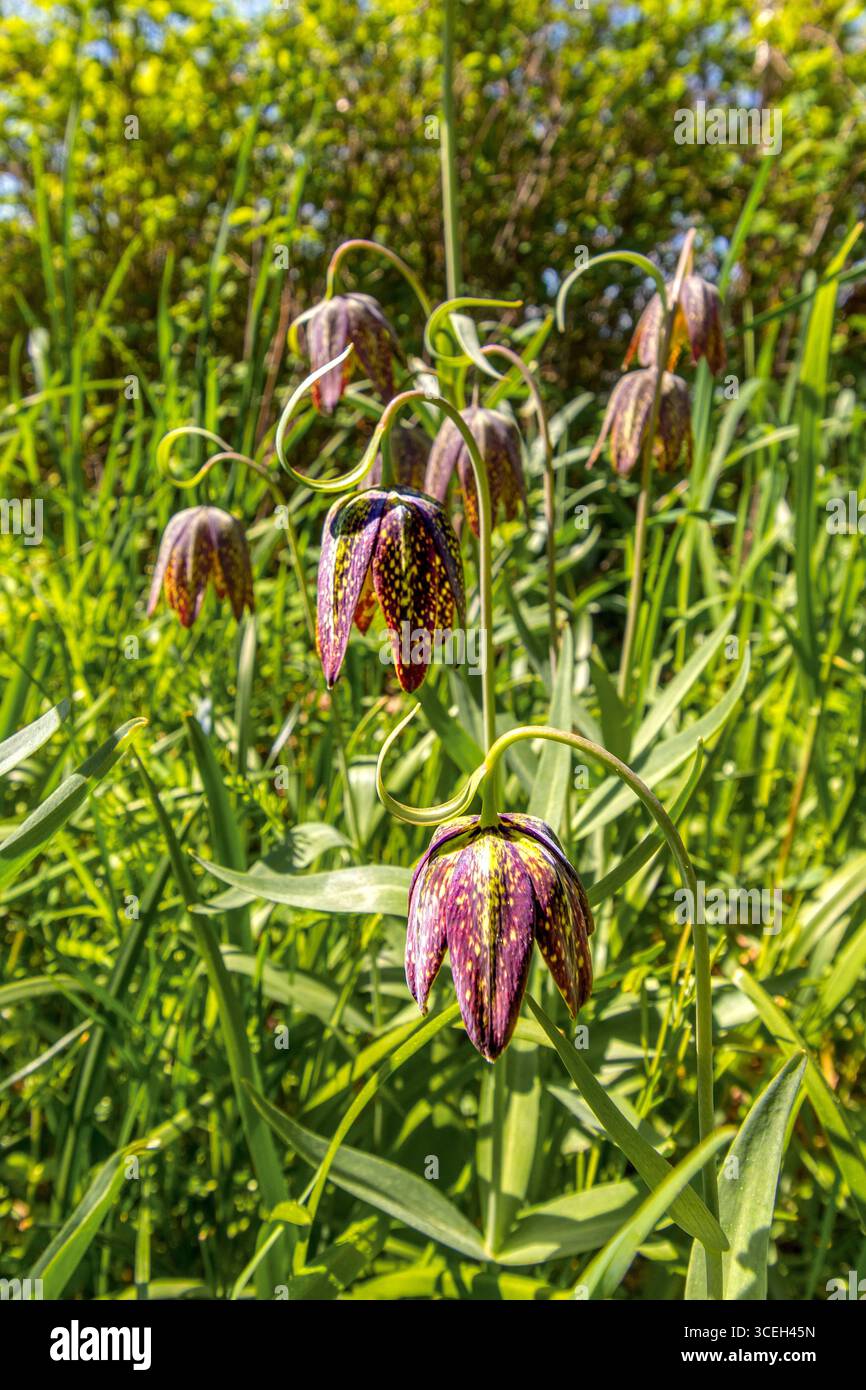 Aufschluss von Schlangenkopf Fritillary / Fritillaria meleagris (möglicherweise eingeführt?) Auf Hornby Island, British Columbia, Kanada. Stockfoto