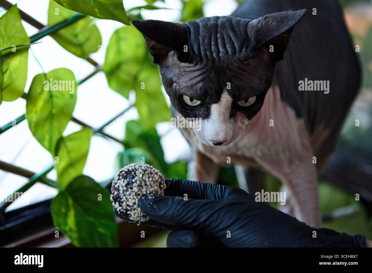 Gesunde vegane Süßigkeiten aus Datteln, Nüssen, Rosinen und Kakao mit einer sphynx-Katze in der Nähe von Hauspflanzenblättern Stockfoto