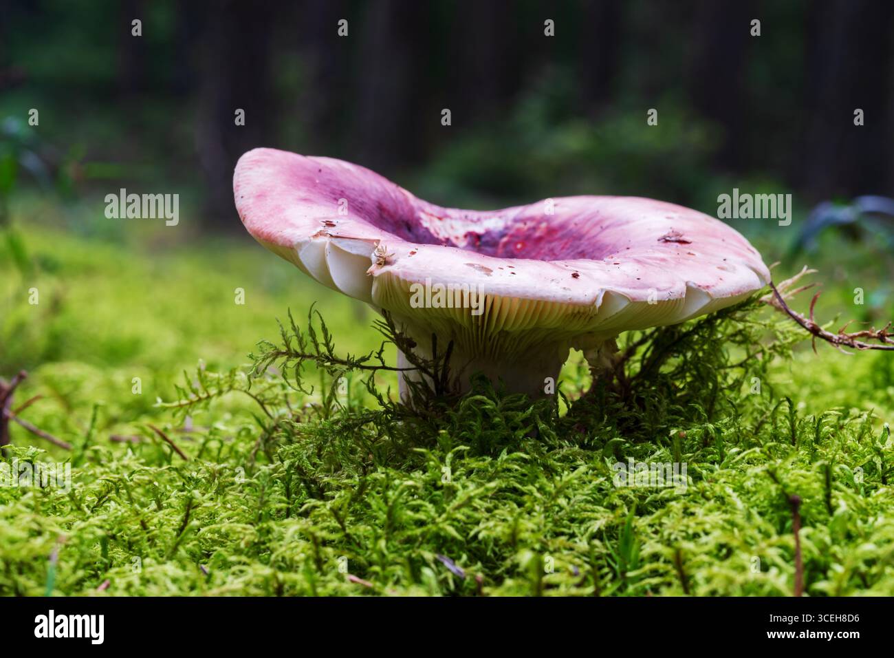 Russula rosea wächst in dickem Moos Stockfoto