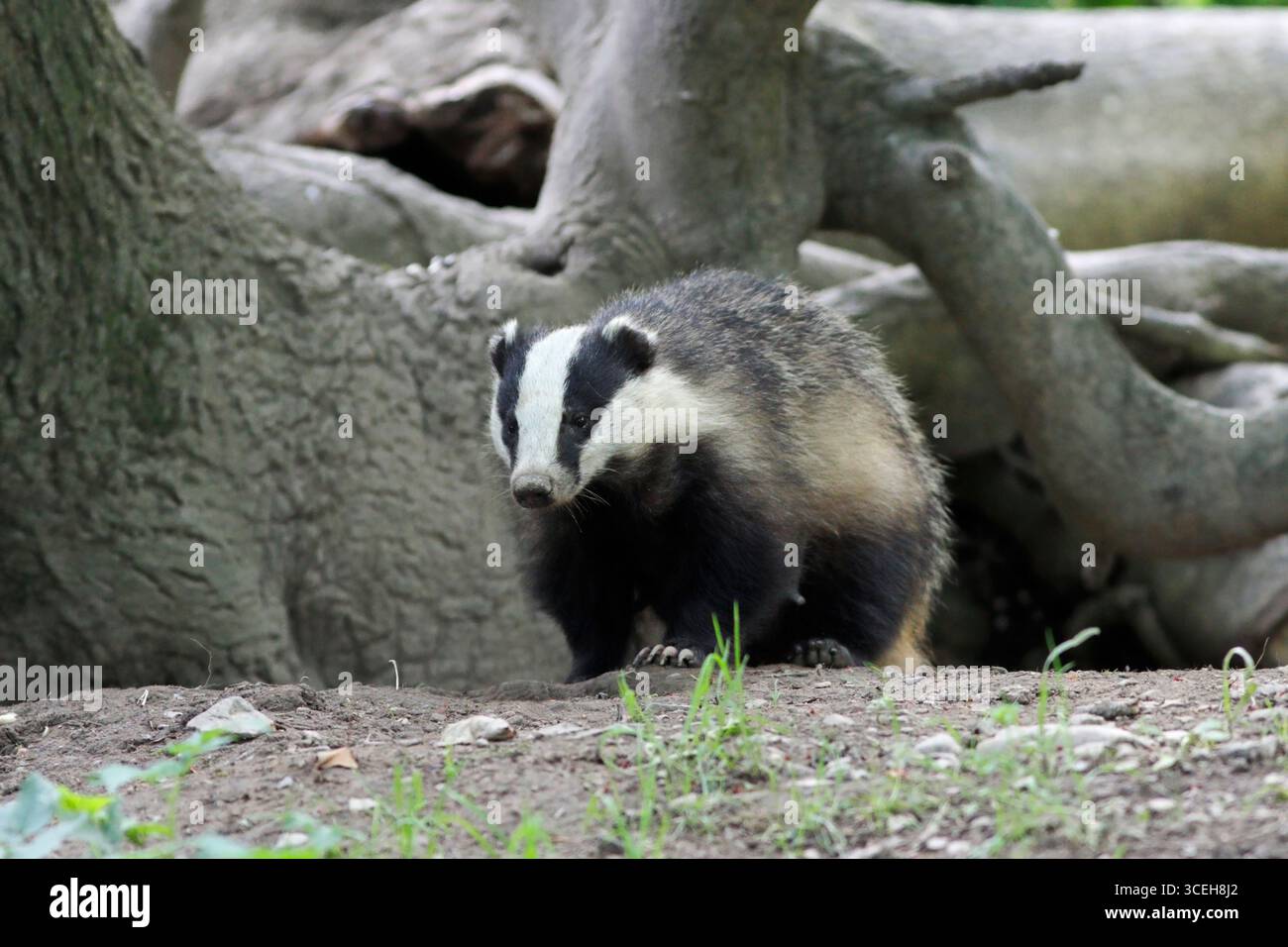 BADGER (Meles meles), der aus einem eingelassenen Eingang unter einem Baum auftaucht, Großbritannien. Stockfoto