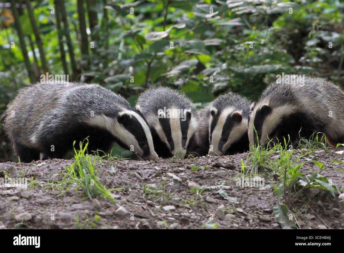 BADGER (Meles meles) Gruppe füttern außerhalb ihres Hauses, Großbritannien. Stockfoto