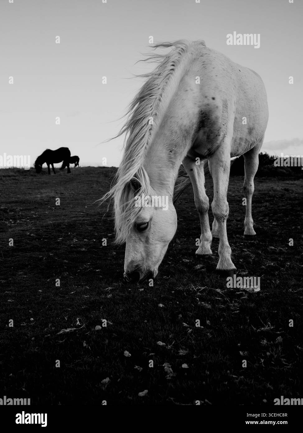 Wilde Dartmoor Ponies in der späten Abendsonne, Dartmoor Devon England UK B/W Stockfoto Wilde Dartmoor Ponies in der späten Abendsonne, Dartmoor Devon England UK B/W Stockfoto