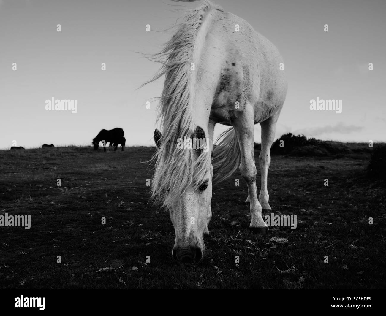 Wilde Dartmoor Ponies in der späten Abendsonne, Dartmoor Devon England UK B/W Stockfoto Wilde Dartmoor Ponies in der späten Abendsonne, Dartmoor Devon England UK B/W Stockfoto