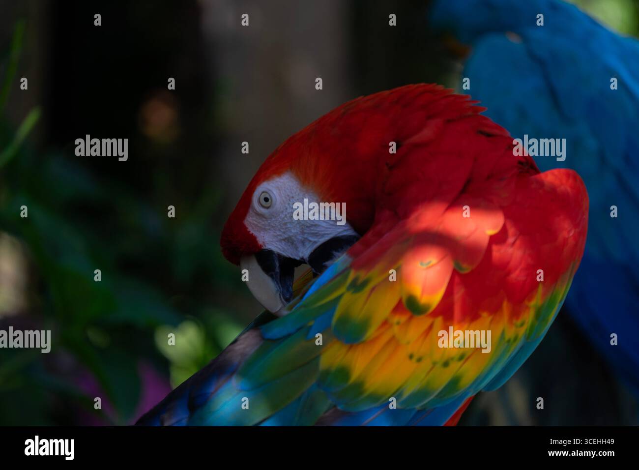 Buntes Ara-Porträt. Wunder der Natur Stockfoto