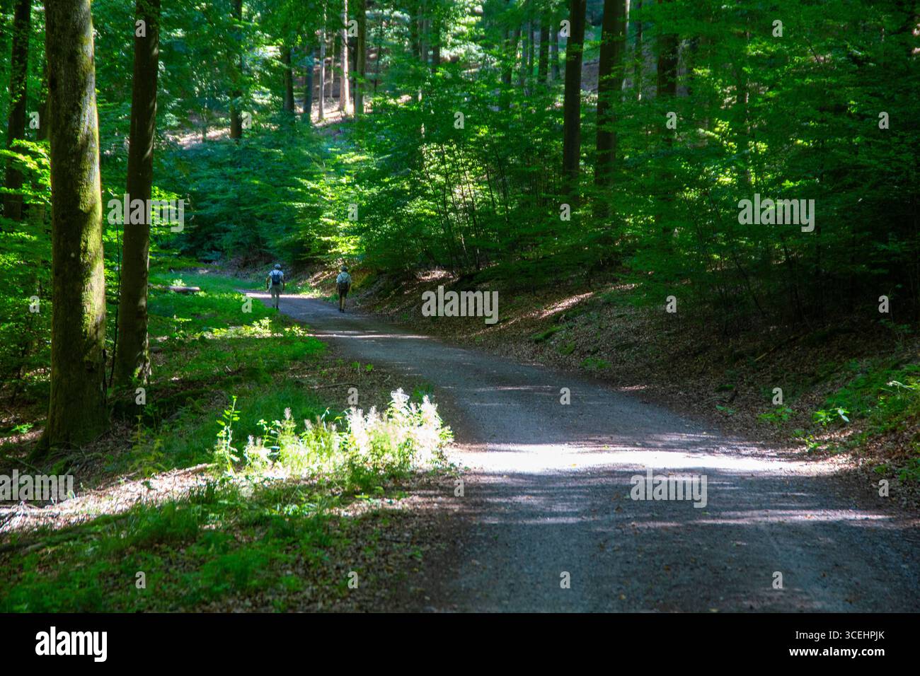 Wanderer im tiefen Pfälzerwald bei Totenkopf Stockfoto