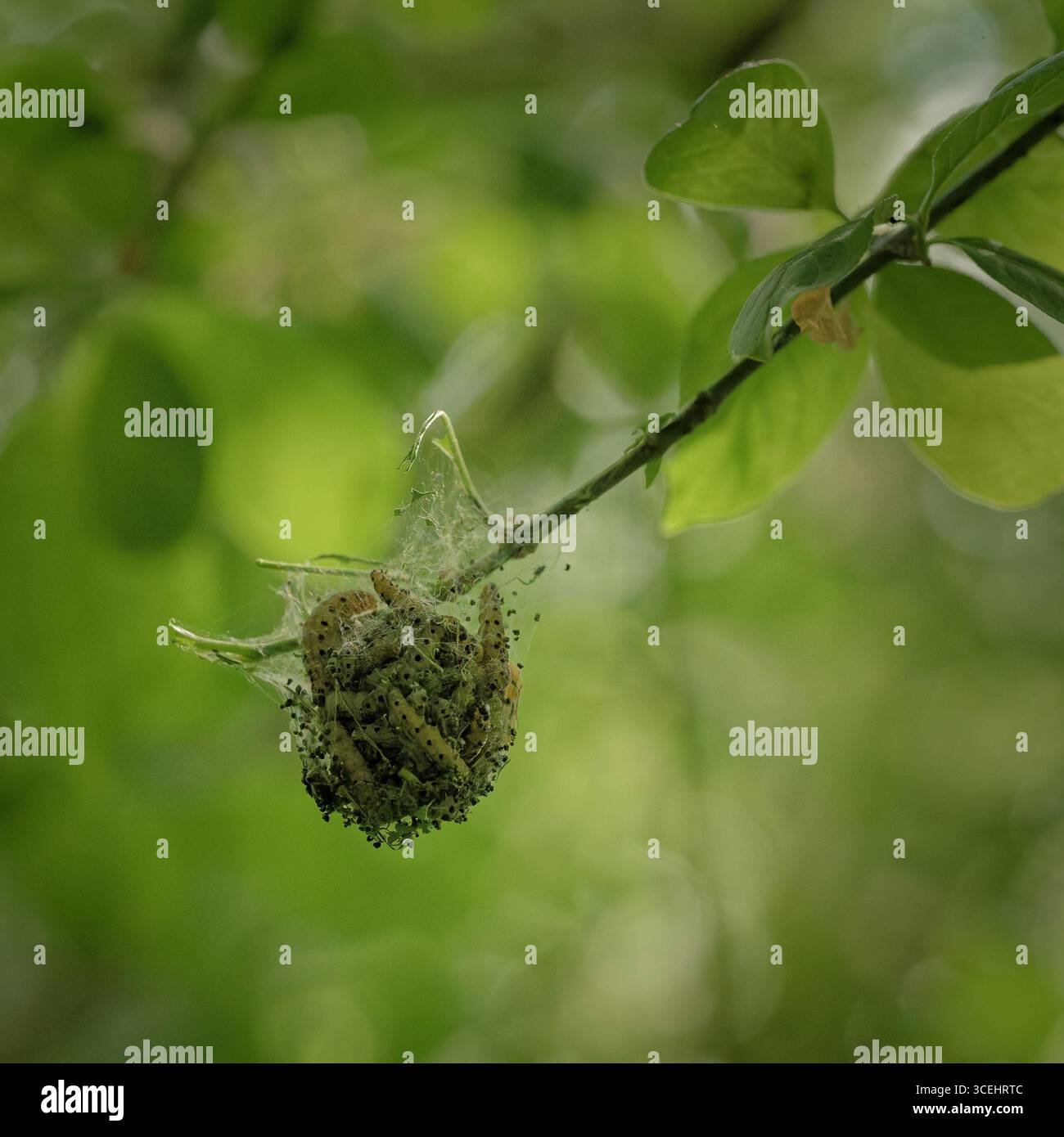 Eine kugelförmige Gruppe von Spindle Erminmoth (Yponomeuta cagnagella) Raupen, in einem Spinnensack, am Ende eines Spindelbaumzweigs, im Mai in England. Stockfoto