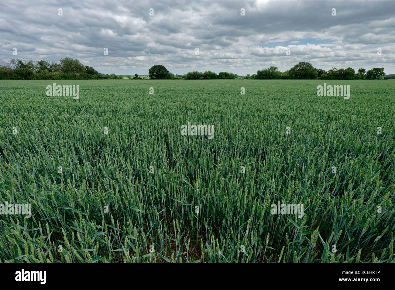 Ein Landschaftsbild eines grünen Weizenfeldes, das sich bis zum Horizont erstreckt; bewaldete Hecke auf der Skyline; bewölkter Himmel. Stockfoto