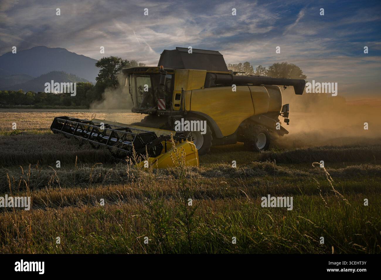 Gelber Mähdrescher erntet bei Sonnenuntergang Weizen auf dem Feld und erzeugt Staubwolke. Stockfoto