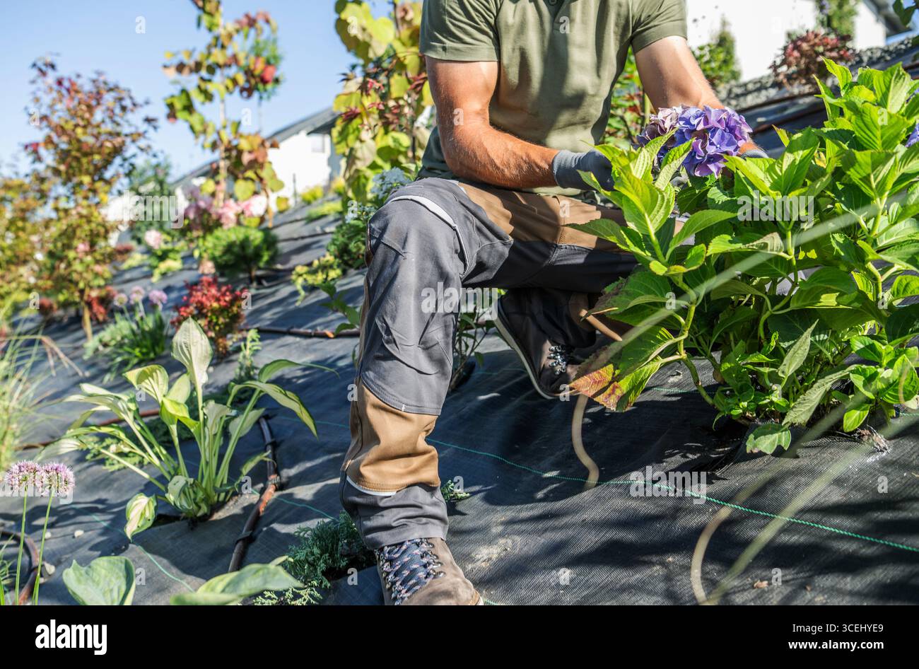 Ein Gärtner beschneidet bunte Blumen, während er unter hellem Sonnenlicht auf einem gepflegten Gartenbett kniet. Die umliegenden Pflanzen zeigen ein gesundes Wachstum. Stockfoto