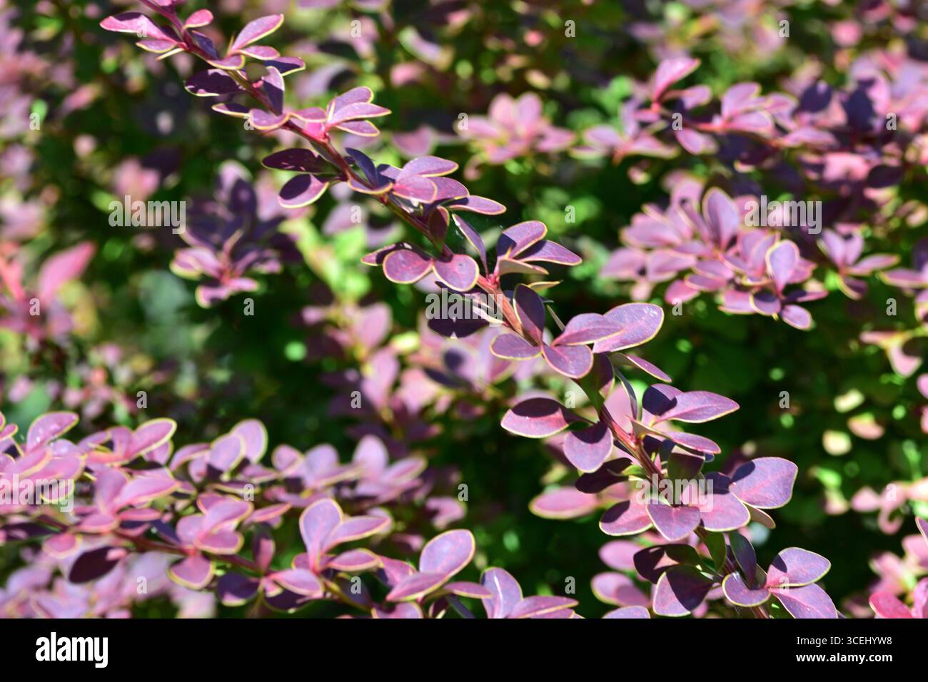 Nahaufnahme des violetten Laubs von Berberis thunbergii (japanische Berberitze) mit weichem Bokeh-Hintergrund. Dekorative Blätter in leuchtenden Rosa-Violett-Tönen Stockfoto