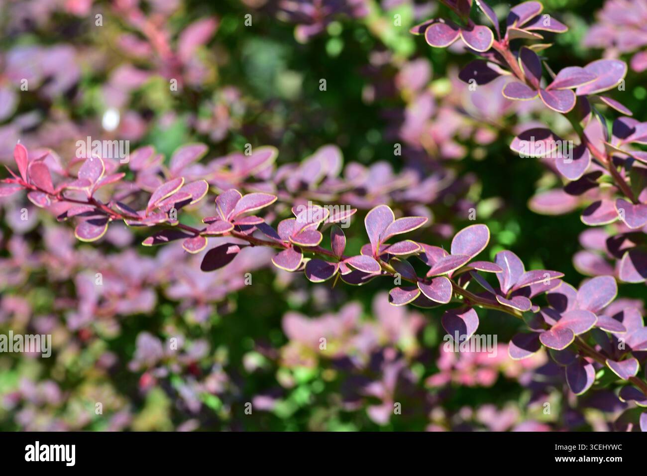 Nahaufnahme des violetten Laubs von Berberis thunbergii (japanische Berberitze) mit weichem Bokeh-Hintergrund. Dekorative Blätter in leuchtenden Rosa-Violett-Tönen Stockfoto