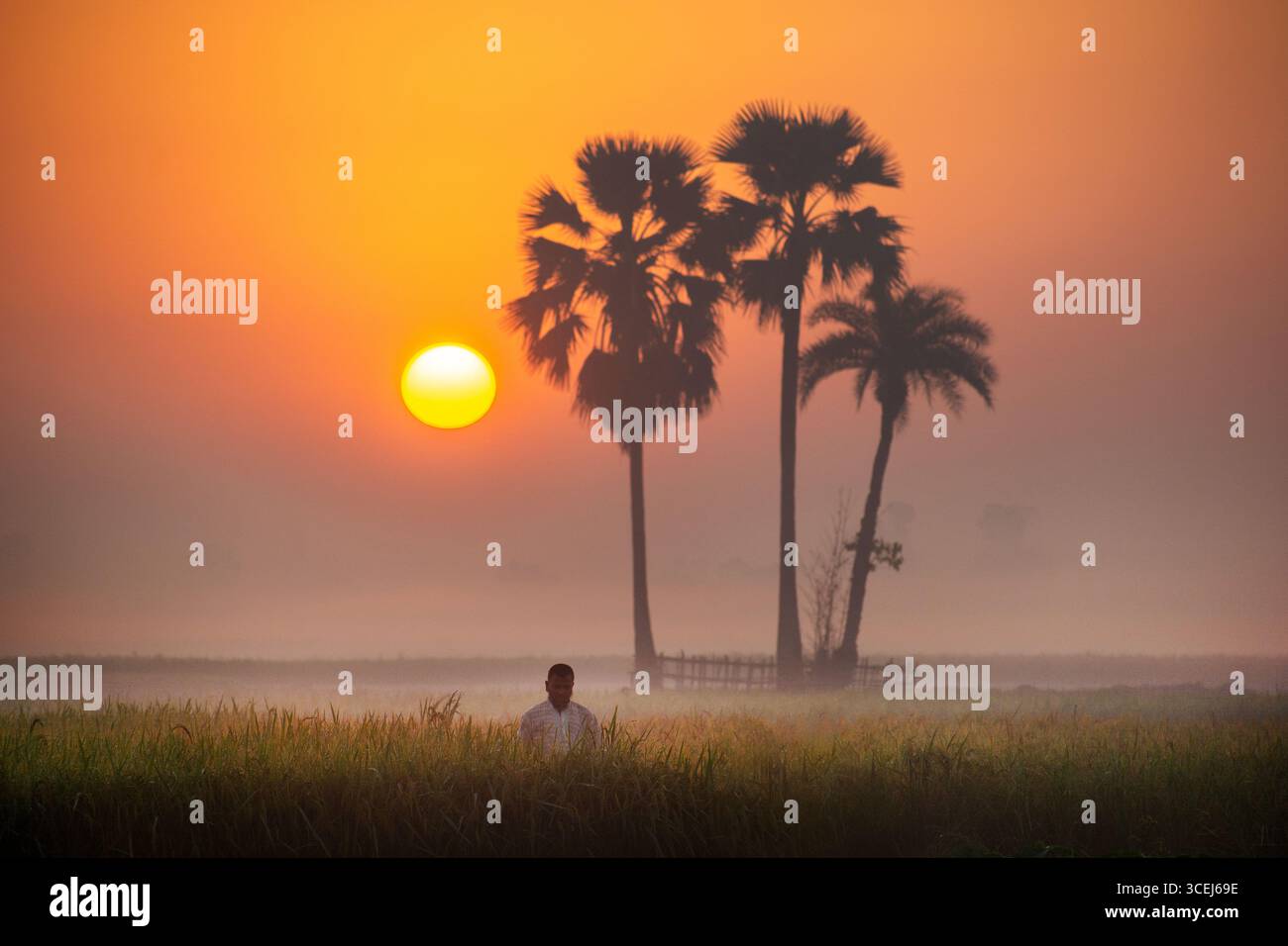 Bogura, Bangladesch - 2. November 2018: Blick auf den goldenen Sonnenaufgang, der ein warmes Leuchten über die nebeligen Felder und Silhouettenpalmen des ländlichen Bangladeschs wirft. Stockfoto