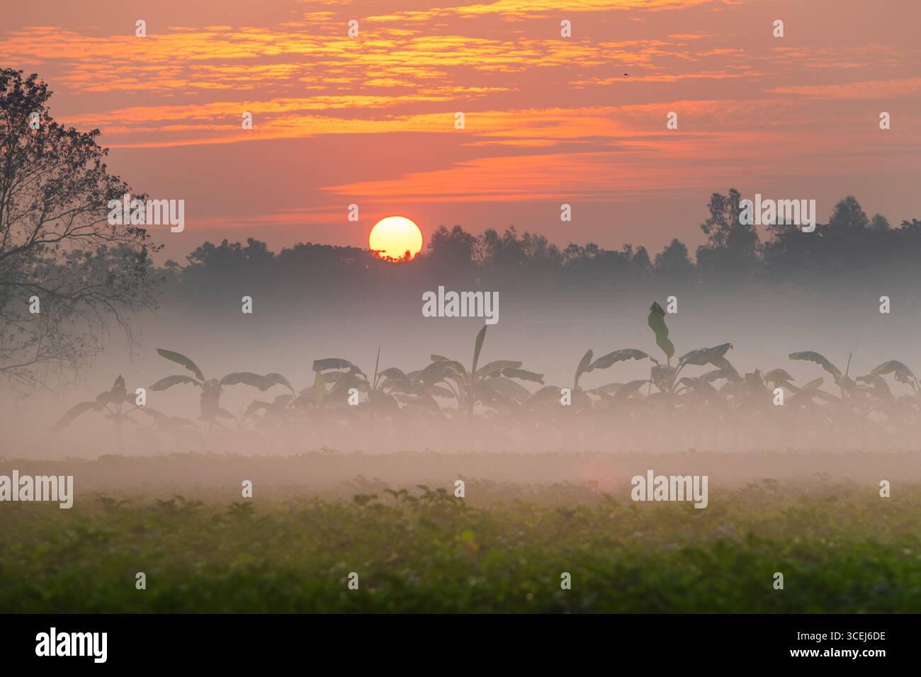 Bogura, Bangladesch - 4. Januar 2021: Blick auf den Sonnenaufgang, der ein goldenes Leuchten über die nebeligen Felder und Silhouetten der Bananenpflanzen in der Nähe von Bogura wirft und eine ruhige und ätherische Landschaft schafft. Stockfoto