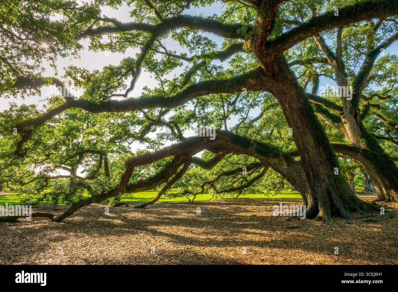 Majestätische Eiche in einer Plantage, Louisiana Stockfoto