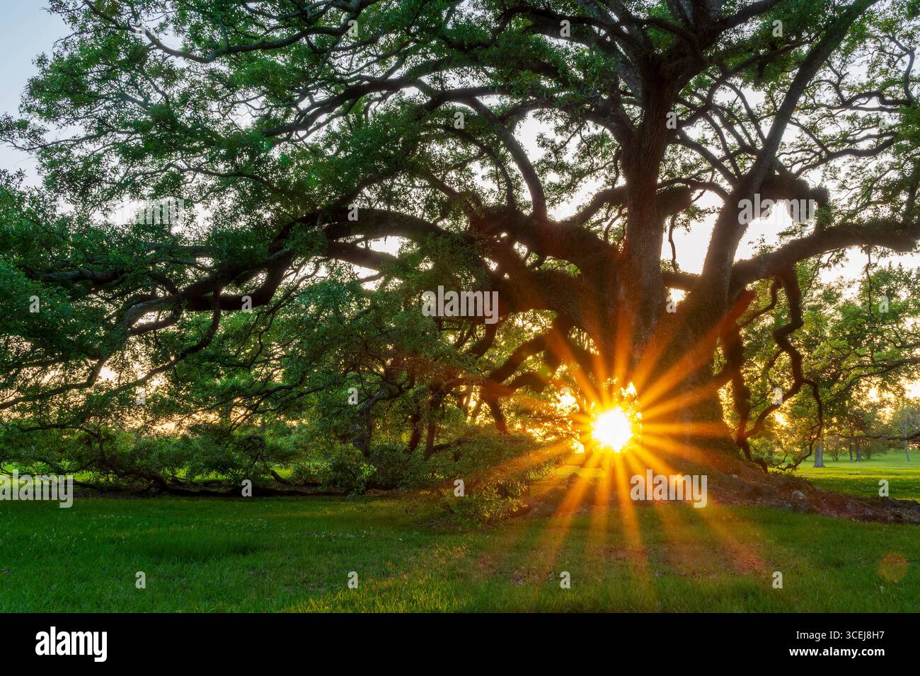Majestätische alte Eiche bei Sonnenuntergang auf einer Plantage, Louisiana Stockfoto