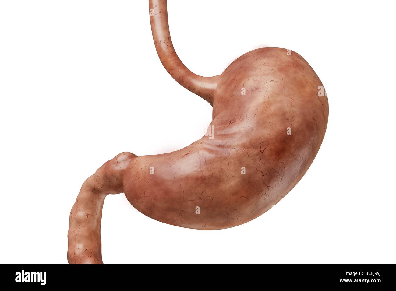 Anteriore Ansicht des menschlichen Magens isoliert auf weißem Hintergrund mit 3D-Darstellung des Kopierraums. Organ des Verdauungssystems Anatomie, medizinisch, sc Stockfoto