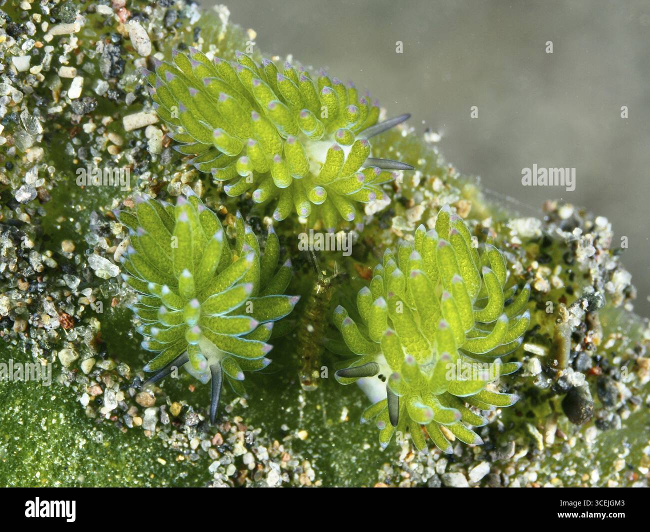 Drei Meeresschnecken, Blattschafschnecke (Costasiella kuroshimae), auf einer sandigen Oberfläche, in einer natürlichen grünen Umgebung. Die Schnecke wird auch Shaun the SH genannt Stockfoto