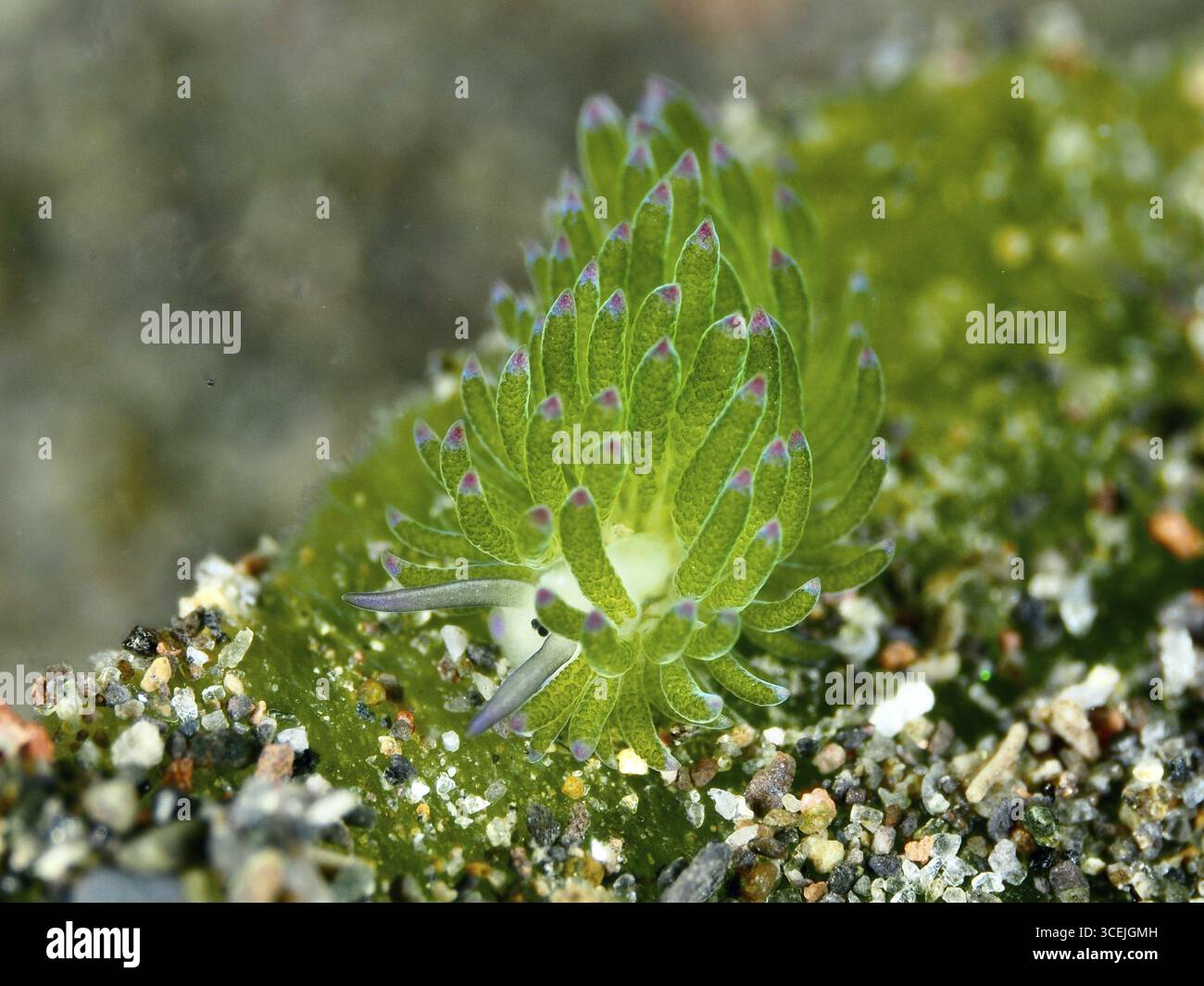 Winzige grüne Meeresschnecke, Blattschnecke (Costasiella kuroshimae), im Detail, auf einem grünen Substrat in seiner natürlichen Umgebung. Die Schnecke ist auch KN Stockfoto